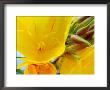 Oenothera Fruticosa Youngii (Evening Primrose) by Susie Mccaffrey Limited Edition Pricing Art Print