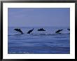 Striped Dolphins, Porpoising, Azores, Portugal by Gerard Soury Limited Edition Print