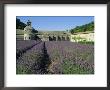 Rows Of Lavender At The Abbaye De Senanque, Vaucluse, Provence, France, Europe by Bruno Morandi Limited Edition Pricing Art Print
