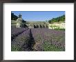 Rows Of Lavender At The Abbaye De Senanque, Vaucluse, Provence, France, Europe by Bruno Morandi Limited Edition Print