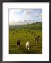 Landscape With Cattle, Somerset, England, Uk by Charles Bowman Limited Edition Print