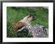 Hoary Marmot (Marmotta Caligata), Banff National Park, Alberta, Canada, North America by James Hager Limited Edition Print