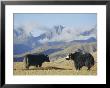 Yaks Near Nyalam, Tibet, China, Asia by Jane Sweeney Limited Edition Pricing Art Print