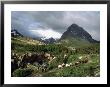 Horseback Riding, Glacier International Peace Park, Montana by James Gritz Limited Edition Print