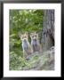 Red Fox, Fox Cubs Outside Den, Vaud, Switzerland by David Courtenay Limited Edition Print