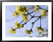 Hamamelis Mollis (Witch Hazel) by Mark Bolton Limited Edition Print