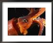 Close View Of A Reddish Colored Giant Or Humboldt Squid At Night by Brian J. Skerry Limited Edition Print