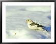 Snow Bunting, Vermont, Usa by Gustav Verderber Limited Edition Print