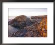 Giant's Causeway, County Antrim, Northern Ireland, Uk, Europe by Charles Bowman Limited Edition Print