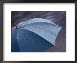 Rain Falling On An Umbrella by Mark Mawson Limited Edition Pricing Art Print