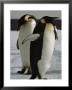 A Pair Of Emperor Penguins On The Icy Mcmurdo Sound Shore by Bill Curtsinger Limited Edition Print