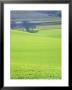 The South Downs Near Wilmington, East Sussex, England, Uk, Europe by Ruth Tomlinson Limited Edition Print