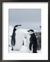 Chinstrap Penguins (Pygoscelis Antarcticus), Half Moon Island, Antarctic Peninsula, Weddell Sea by Thorsten Milse Limited Edition Print