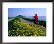 Woman Cycling Atop Polder Dike, Netherlands by John Elk Iii Limited Edition Print