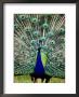 Peacock At Olympic Game Farm, Sequim, Washington by Mark Newman Limited Edition Pricing Art Print