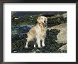 Golden Retriever Dog On Coast, Maine, Usa by Lynn M. Stone Limited Edition Print