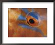 Close Up Of Parrotfish Eye, Sulu-Sulawesi Seas, Indo Pacific by Jurgen Freund Limited Edition Pricing Art Print