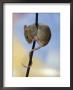 Domestic Mouse Up Plant Stem by Steimer Limited Edition Print