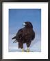 Galapagos Hawk, Espanola/Hood Is, Galapagos Islands, Ecuador by Pete Oxford Limited Edition Print