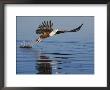 African Fish Eagle Fishing, Chobe National Park, Botswana by Tony Heald Limited Edition Pricing Art Print