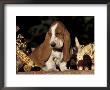 Basset Hound Puppy by Lynn M. Stone Limited Edition Print