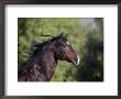 Bay Azteca (Half Andalusian Half Quarter Horse) Stallion, Head Profile, Ojai, California, Usa by Carol Walker Limited Edition Print