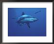 Grey Reef Shark, With Remora Fish, Great Barrier Reef, Queensland, Australia by Jurgen Freund Limited Edition Print