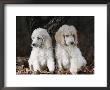 Standard Poodle Dog Puppies, Usa by Lynn M. Stone Limited Edition Print