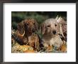 Dachshund Dog Puppies, Smooth Haired And Wire Haired by Lynn M. Stone Limited Edition Pricing Art Print