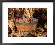 Domestic Piglets Sleeping In A Wooden Barrel, Usa by Lynn M. Stone Limited Edition Print