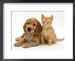 Golden Cocker Spaniel Puppy With Ginger Kitten by Jane Burton Limited Edition Print