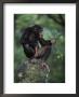 Chimpanzee Chewing Stick by Anup Shah Limited Edition Print