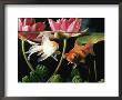 Two Goldfish (Carassius Auratus) With Waterlilies, Uk by Jane Burton Limited Edition Print