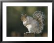 Grey Squirrel (Sciurus Carolinensis), Leighton Moss, Rspb Reserve, Silverdale, Lancashire, England by Steve & Ann Toon Limited Edition Print