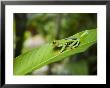 Red Eyed Tree Frog, Tortuguero National Park, Costa Rica, Central America by R H Productions Limited Edition Pricing Art Print