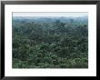 Machaca Forest Reserve In The Rain, Belize, Central America by Upperhall Limited Edition Print