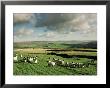 Sheep On Abney Moor On An Autumn Morning, Peak District National Park, Derbyshire, England by David Hughes Limited Edition Print