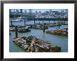 Sea Lions By Pier 39 Near Fisherman's Wharf, With City Skyline Beyond, San Francisco, Usa by Christopher Rennie Limited Edition Print