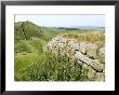 Hadrian's Wall, Near Housesteads, Unesco World Heritage Site, Northumberland, England by Ethel Davies Limited Edition Print