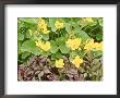 Summer Partners, Caltha Palustris & Astilbe X Andresii Wisley by Sunniva Harte Limited Edition Print