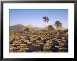 Palm Trees And Cultivation In Volcanic Soil, Lanzarote, Canary Islands, Spain by John Miller Limited Edition Pricing Art Print
