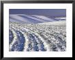 Wheat Field In Wintertime, Walla Walla County, Washington, Usa by Brent Bergherm Limited Edition Print