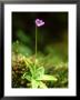 Common Butterwort, Flower & Sticky Leaves (Carnivorous), Uk by Mark Hamblin Limited Edition Print