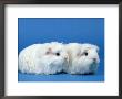 Two White Coronet Guinea Pigs by Petra Wegner Limited Edition Print