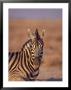 Burchells Zebra, Etosha National Park, Namibia by Chris And Monique Fallows Limited Edition Pricing Art Print