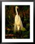 Great White Egret (Casmerodius Albus) In Breeding Plumage, India by David Tipling Limited Edition Print