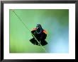 Red-Winged Blackbird, Male Displaying, Usa by Stan Osolinski Limited Edition Print