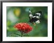 Butterfly On A Clustered Flower Sipping Nectar by Klaus Nigge Limited Edition Print