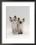 Domestic Cat, 8-Week, Brother And Sister, Ragdoll Cross With Birman by Jane Burton Limited Edition Pricing Art Print