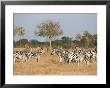 Zebras, Hwange National Park, Zimbabwe, Africa by Sergio Pitamitz Limited Edition Print